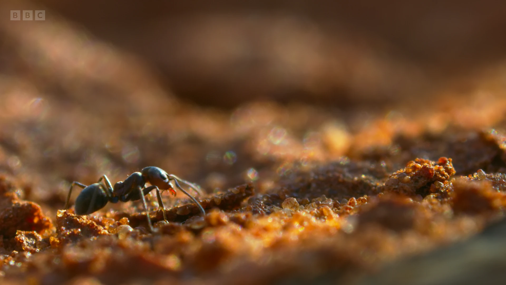 Ant sp. () as shown in Seven Worlds, One Planet - Australia